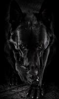 German Shepherd Live Wallpaper 스크린샷 2