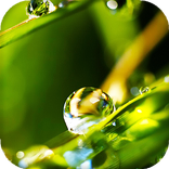 Dew Drops Live Wallpaper