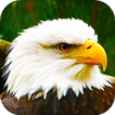 Eagle Live Wallpaper