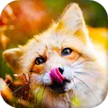 Fox Live Wallpaper