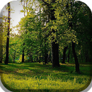 APK Forest Live Wallpaper