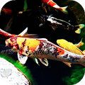 Koi Fish Live Wallpaper (Wallpapers & Backgrounds)