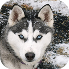Husky Live Wallpaper ไอคอน