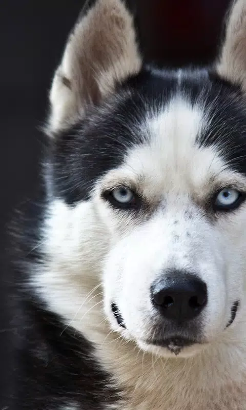 Husky Live Wallpaper For Android Apk Download