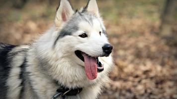 Husky Live Wallpaper ภาพหน้าจอ 3