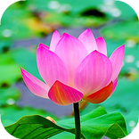Lotus Flower Live Wallpaper (Backgrounds)