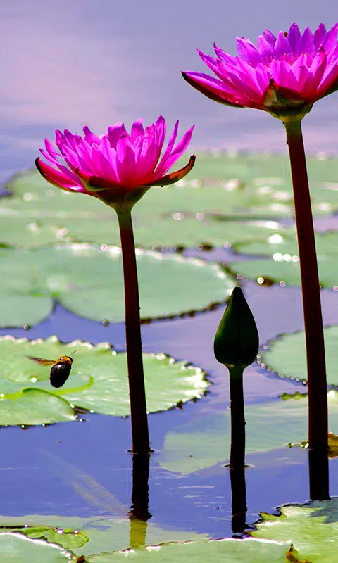Tải xuống APK Lotus Flower Live Wallpaper cho Android Tải xuống APK Lotus Flower Live Wallpaper cho Android