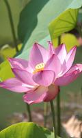 Lotus Flower Live Wallpaper 截图 1
