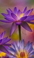 Lotus Flower Live Wallpaper 截图 2