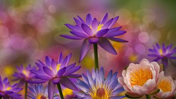 Lotus Flower Live Wallpaper 截图 3