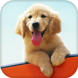 Labrador Live Wallpaper (Wallpapers & Backgrounds)