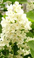 Fleurs Lilas Live Wallpaper (arrière-plans) Affiche