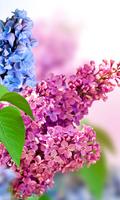 Fleurs Lilas Live Wallpaper (arrière-plans) capture d'écran 1