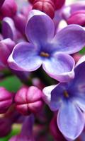 Fleurs Lilas Live Wallpaper (arrière-plans) capture d'écran 2
