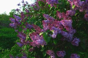 Fleurs Lilas Live Wallpaper (arrière-plans) capture d'écran 3