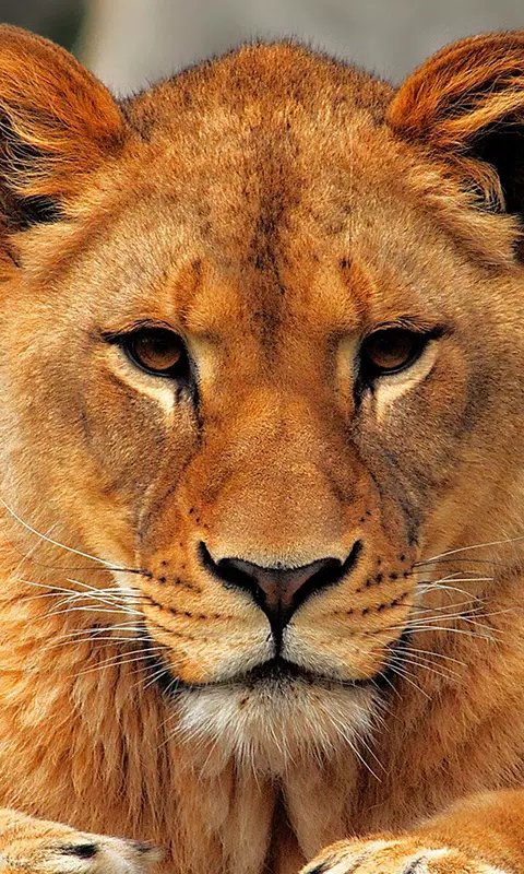 Tải xuống APK Lion Live Wallpaper cho Android Tải xuống APK Lion Live Wallpaper cho Android