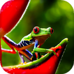 Macro Live Wallpaper