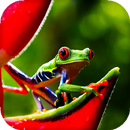 Macro Live Wallpaper (Wallpapers & Backgrounds)-APK