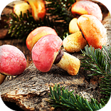 Mushroom Live Wallpaper (Wallpapers & Backgrounds)