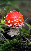 Champignon Live Wallpaper (arrière-plans) capture d'écran 2