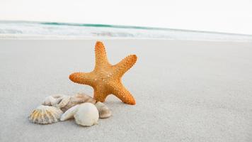 Sea Live Wallpaper اسکرین شاٹ 3