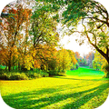 Sunny Forest Live Wallpaper