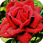 Red Rose Live Wallpaper icon