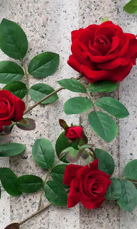Tải xuống APK Red Rose Live Wallpaper cho Android Tải xuống APK Red Rose Live Wallpaper cho Android
