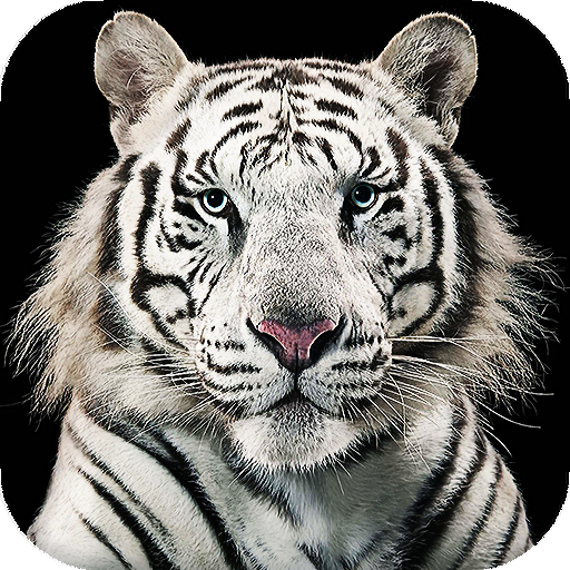 White Tiger Live Wallpaper (Backgrounds)