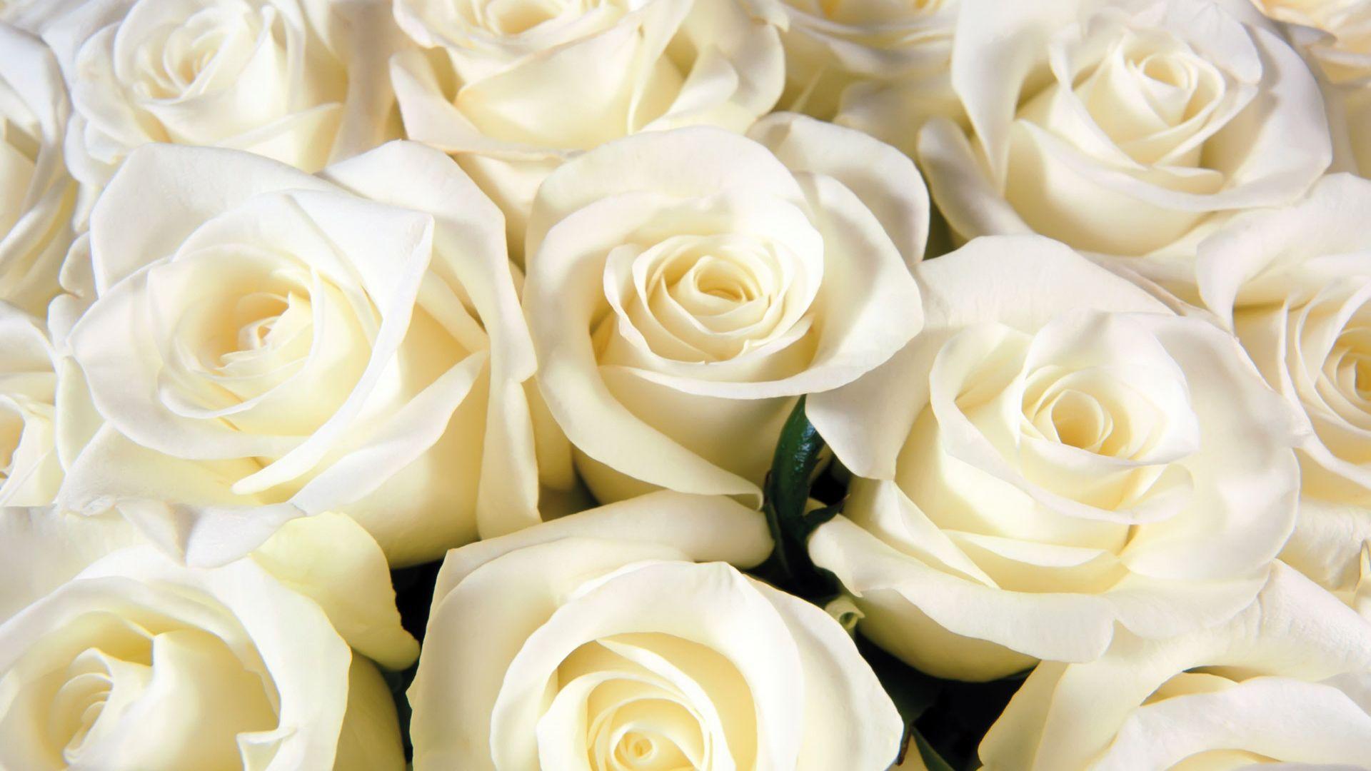 Hintergrundbilder weiße rosen 