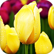 Tulips Live Wallpaper