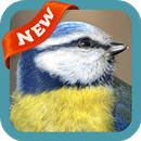 Bluetit Wallpaper APK