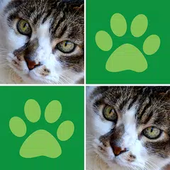 Gedächtnisspiel: Katzen APK Herunterladen