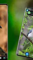 Blue Jay Wallpaper screenshot 3