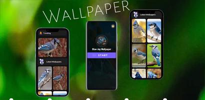 Blue Jay Wallpaper plakat