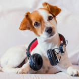 Tonos de Animales 2020