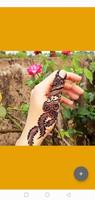 thiết kế mehndi ảnh chụp màn hình 3