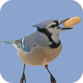 Blue Jay Sounds