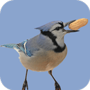 Blue Jay Sounds APK