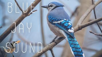 Blue Jay Sounds capture d'écran 1