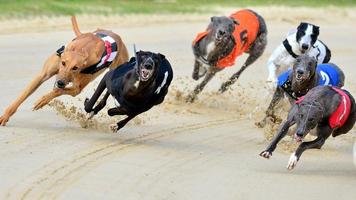 Galgos capture d'écran 1