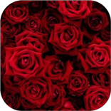 Red Rose Wall