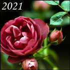 Rose Wallpapers آئیکن