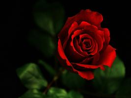 Rose Wallpapers 스크린샷 3