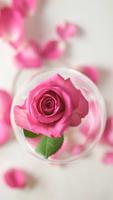 Rose Wallpapers پوسٹر