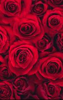 Rose Wallpapers اسکرین شاٹ 1