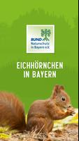 Eichhörnchen in Bayern Affiche