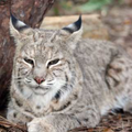 Bobcat Sounds
