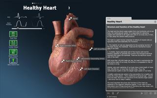 bodyxq heart Plakat