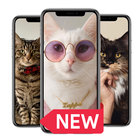ikon My Cute Cats Wallpapers HD